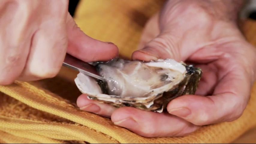 Shucking Oysters and Clams